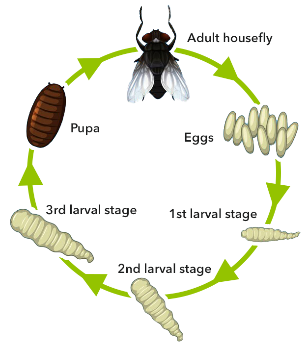 Life Cycle Of House Fly Diagram